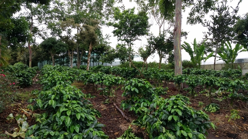 Doka Coffee Field