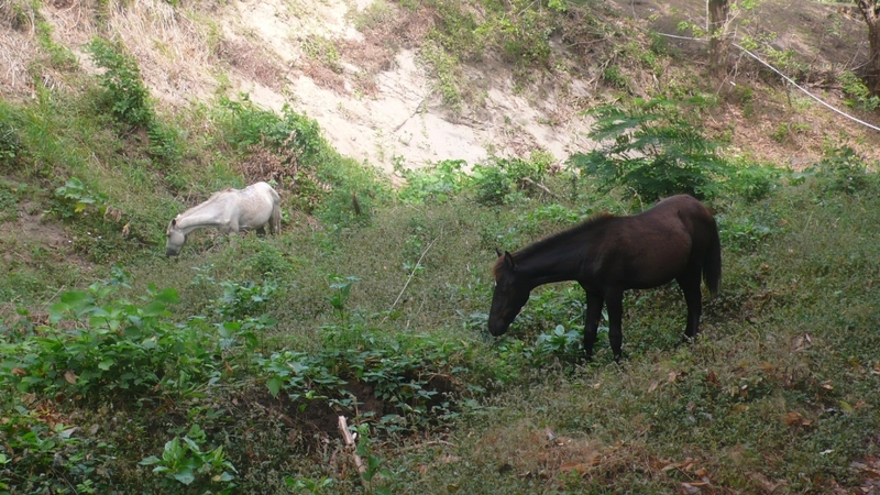 Horses Grazing near Playa Real
