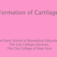 Formation of Cartilage